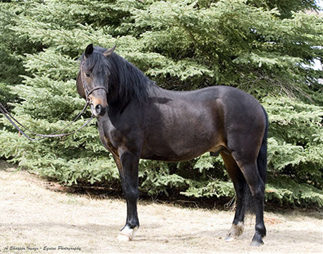 Stallion in Breton AB