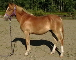 imga0085