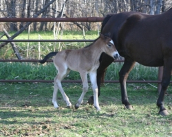 pony1
