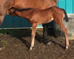 pony2