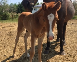 pony3